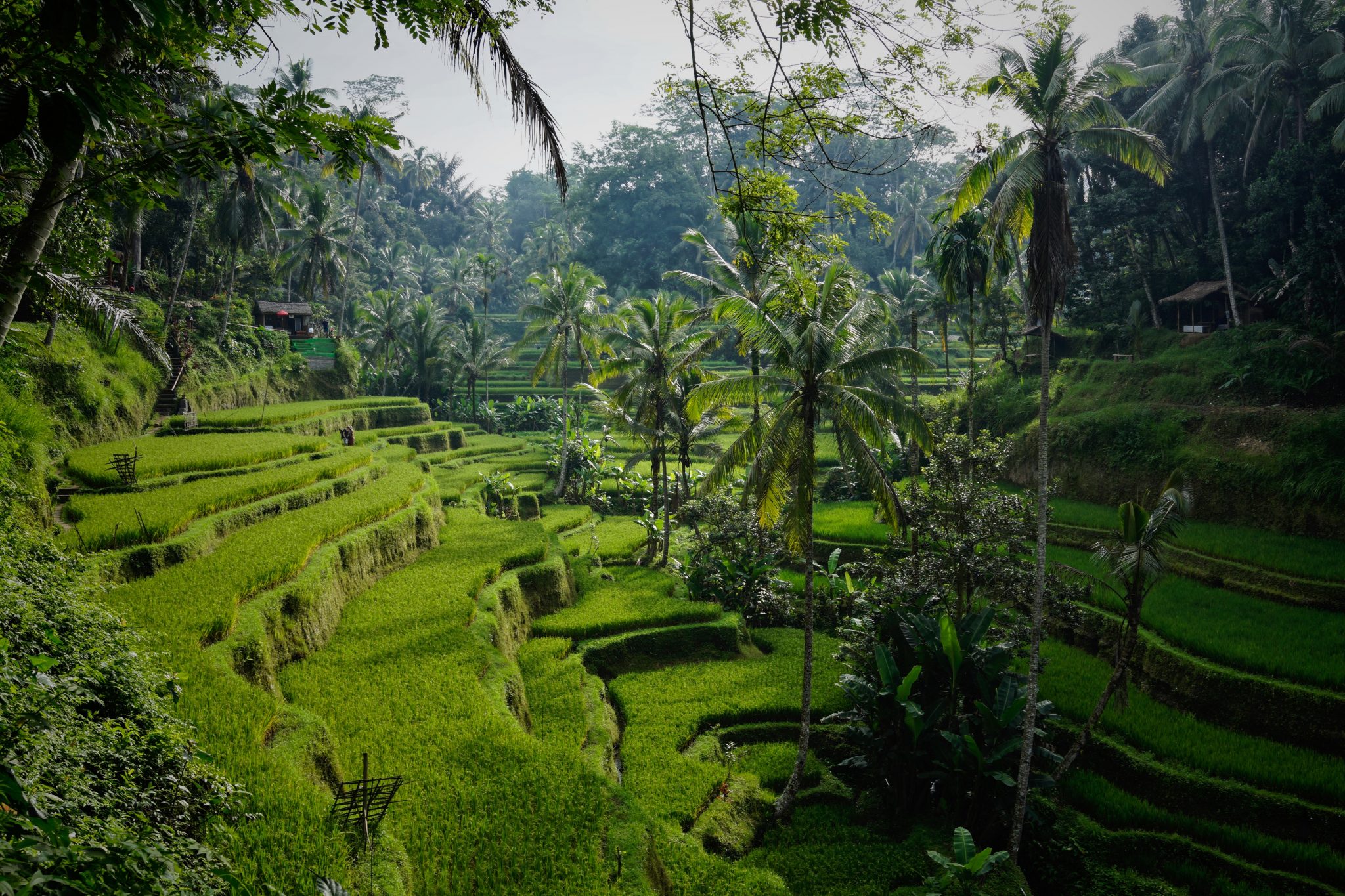 Reisfelder in Bali, der Surfertraum Surfcamps.de Blogbeitrag