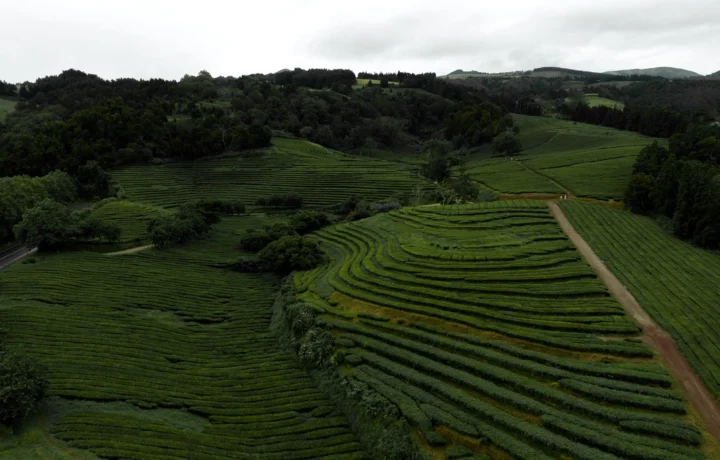 Azoren Teeplantage von Miguel Chá Gorreana Surfcamp Ausflug Azoren Teeplantage von Miguel Chá Gorreana